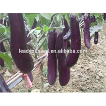 NE012 Changjian Types purple hybrid eggplant seeds for sale